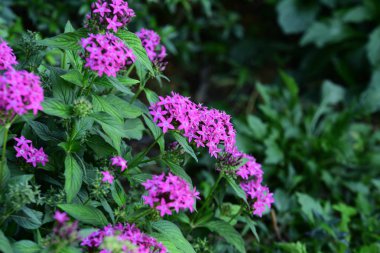 Çiçek çiçek açan ıslah sezon bir yeşil yeşillik arka plana sahiptir..