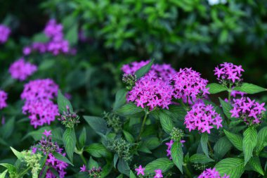 Çiçek çiçek açan ıslah sezon bir yeşil yeşillik arka plana sahiptir..