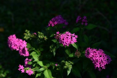 Çiçek çiçek açan ıslah sezon bir yeşil yeşillik arka plana sahiptir..