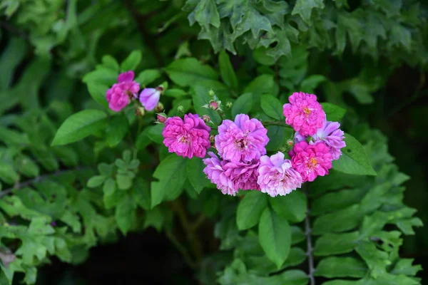 Bloemen Zijn Bloei Het Fokken Seizoen Heeft Een Groene Gebladerte — Stockfoto