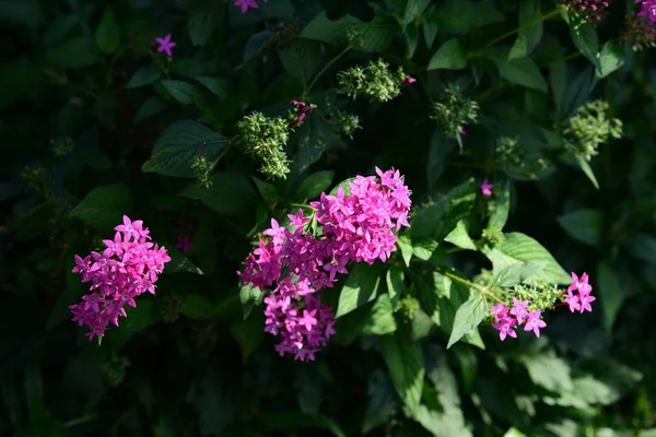 Квіти Цвітуть Сезон Розмноження Має Зелене Листя Фону — стокове фото