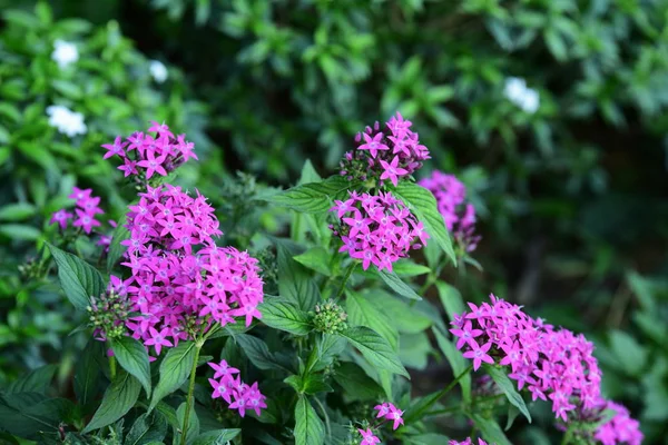 Çiçek çiçek açan ıslah sezon bir yeşil yeşillik arka plana sahiptir..