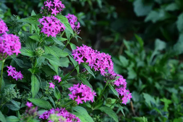 Çiçek çiçek açan ıslah sezon bir yeşil yeşillik arka plana sahiptir..