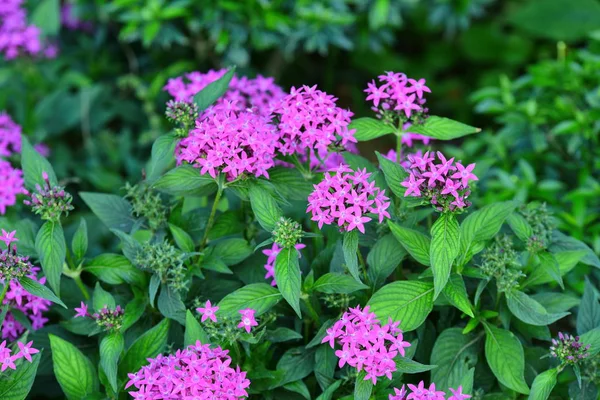 Çiçek çiçek açan ıslah sezon bir yeşil yeşillik arka plana sahiptir..