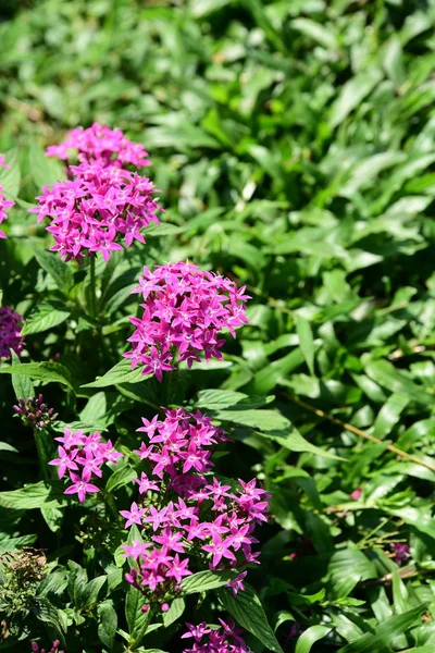 Çiçek çiçek açan ıslah sezon bir yeşil yeşillik arka plana sahiptir..