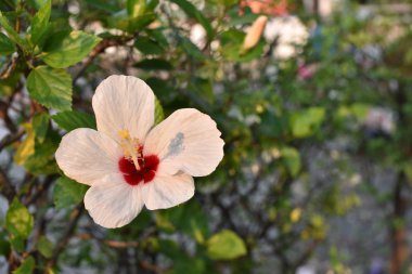 Güzel beyaz çiçek. Yaklaş.