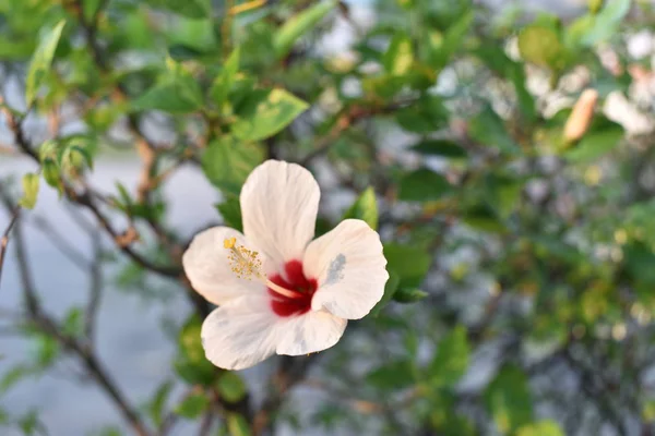Bellissimo Fiore Bianco Vicino — Foto Stock