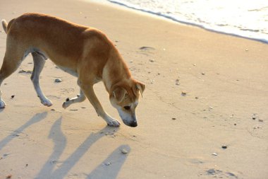 Kumsalda yürüyen köpek. Plaj sabah doğarken. Küçük balıkçı tekneleri vardır. Güzel deniz ile