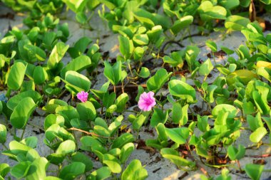 Yeşil biber ve mor çiçekler çok güzel. Güneşli sabah