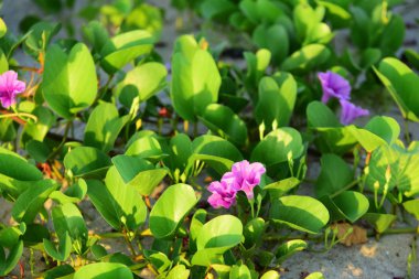 Yeşil biber ve mor çiçekler çok güzel. Güneşli sabah