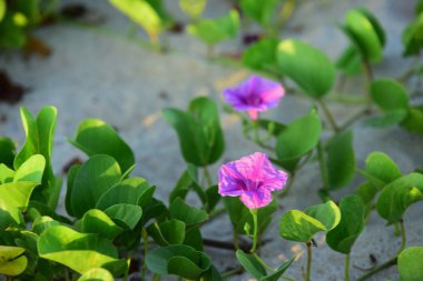 Yeşil biber ve mor çiçekler çok güzel. Güneşli sabah
