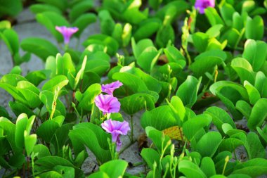 Yeşil biber ve mor çiçekler çok güzel. Güneşli sabah