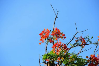 Güzel Bahçe çiçekleri. Renkli cosmos çiçeklerle soyut ışık ve bokeh arka plan için. Bahar resmi bahçe. Renkli çiçek güzel bir bahçe. Resmi bahçe. Park. Güzel bahçe.