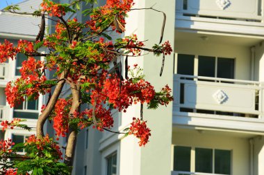 Şehirde güzel lüks bir ev.