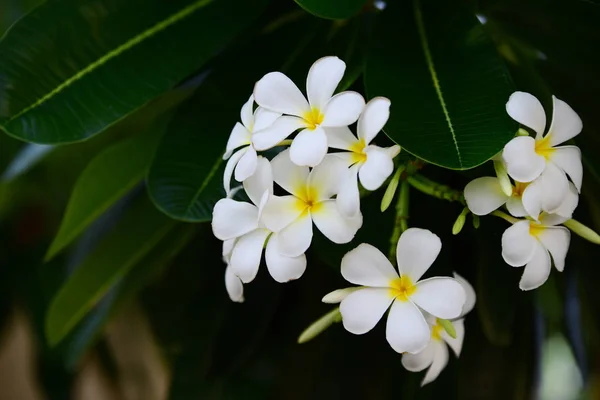 Hermosas Flores Blancas Jardín — Foto de Stock