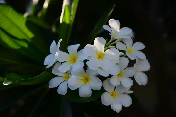 Hermosas Flores Blancas Jardín — Foto de Stock