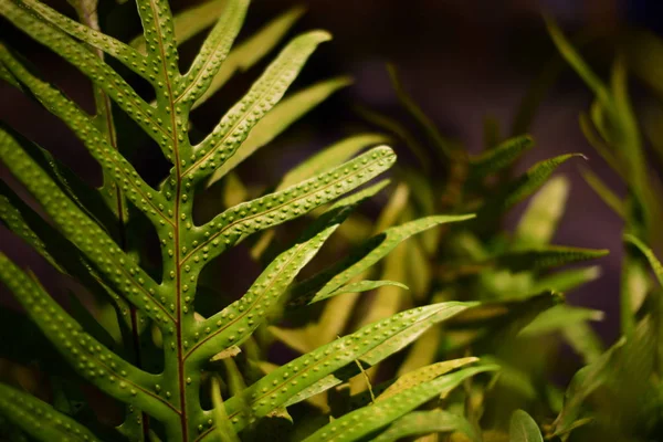 Perto Uma Fábrica Folhas Verde — Fotografia de Stock