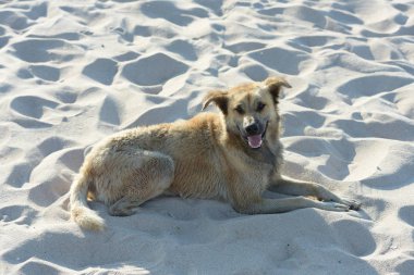 kumlu sahilde yatan köpek.