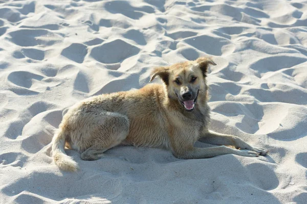 kumlu sahilde yatan köpek.