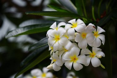Bahçedeki güzel beyaz çiçekler.