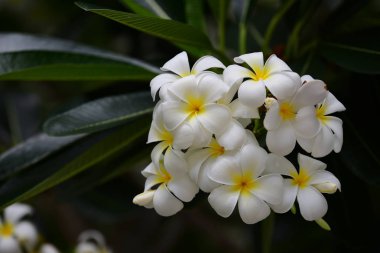 Bahçedeki güzel beyaz çiçekler.