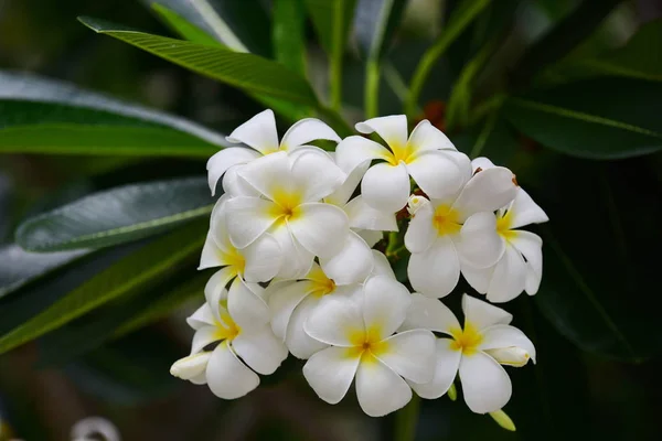 Hermosas Flores Blancas Jardín —  Fotos de Stock