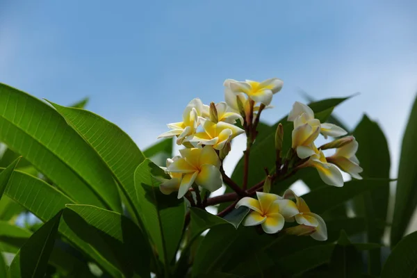 Witte Gele Bloemen Met Groene Bladeren Mooie Tuinen — Stockfoto