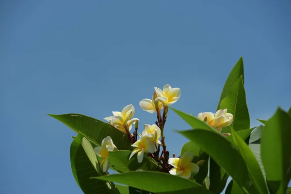Białe Żółte Kwiaty Zielonych Liści Piękne Ogrody — Zdjęcie stockowe