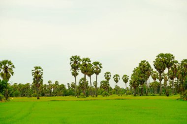 Aydınlık günlerde tarlalar ve palmiye ağaçları.
