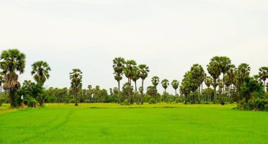 Aydınlık günlerde tarlalar ve palmiye ağaçları.