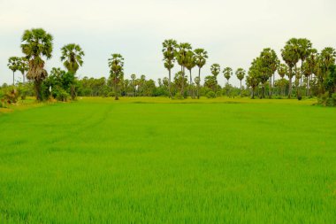 Parlak gün ağaçlarda parlak days.lm alanları ve pafields ve palmiye ağaçları.