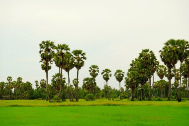 Aydınlık günlerde tarlalar ve palmiye ağaçları.