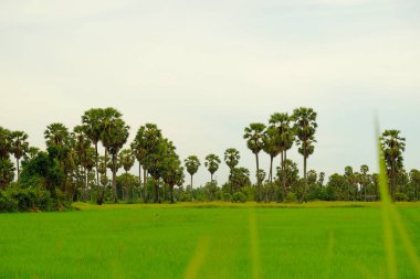 Aydınlık günlerde tarlalar ve palmiye ağaçları.