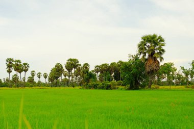 Aydınlık günlerde tarlalar ve palmiye ağaçları.