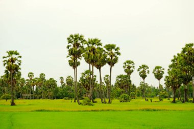 Aydınlık günlerde tarlalar ve palmiye ağaçları.