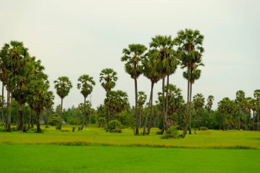 Aydınlık günlerde tarlalar ve palmiye ağaçları.