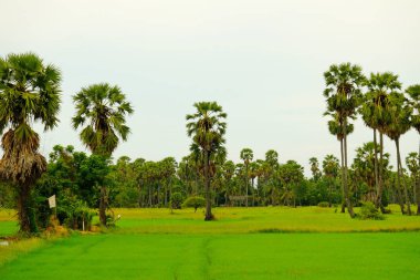 Aydınlık günlerde tarlalar ve palmiye ağaçları.