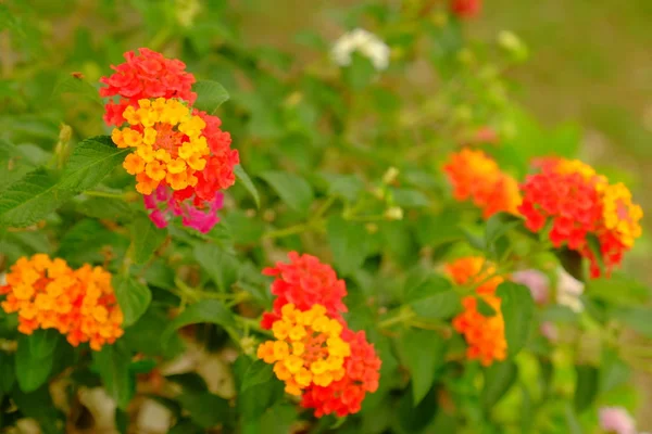Blommor Med Färgglada Gröna Löv Trädgården — Stockfoto
