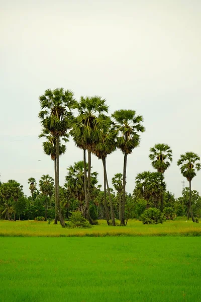 Fields Palm Trees Bright Days — Stock Photo, Image