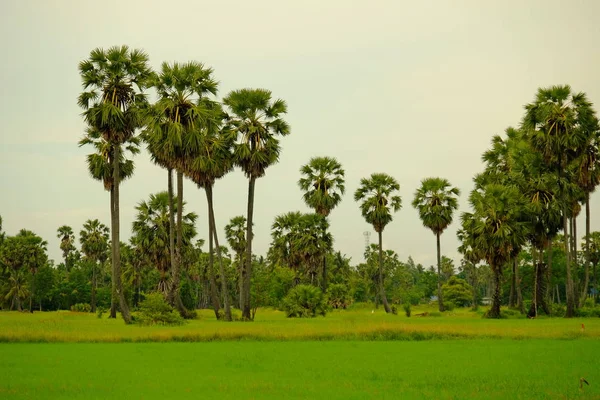 Fields Palm Trees Bright Days — Stock Photo, Image