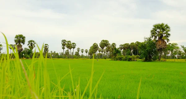 Fields Palm Trees Bright Days — Stock Photo, Image