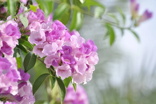 Paarse Roze Bloemen Bloeien Tuin — Stockfoto