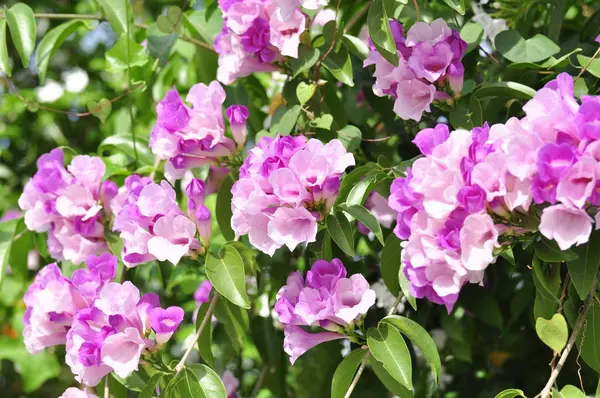Фиолетовые Розовые Цветы Цветут Саду — стоковое фото