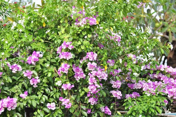 庭には紫とピンクの花が咲いている — ストック写真