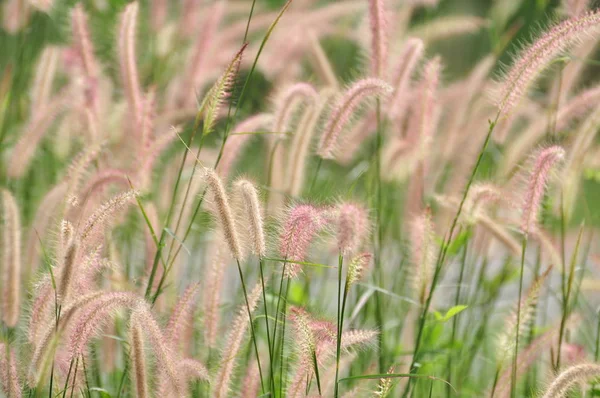 午後の光と美しい草の花 明るい日の緑の草原で — ストック写真