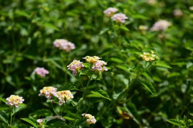 Bahar Balosu Bahçesi. Renkli çiçeklerden oluşan güzel bir bahçe. Bahçe düzenlemeleri. Park et. Güzel Bahçe.