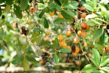 Bahar Balosu Bahçesi. Renkli çiçeklerden oluşan güzel bir bahçe. Bahçe düzenlemeleri. Park et. Güzel Bahçe.