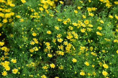Güzel Bahçe çiçekleri. Renkli cosmos çiçeklerle soyut ışık ve bokeh arka plan için. Bahar resmi bahçe. Renkli çiçek güzel bir bahçe. Resmi bahçe. Park. Güzel bahçe.
