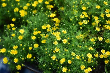 Bahar Balosu Bahçesi. Renkli çiçeklerden oluşan güzel bir bahçe. Bahçe düzenlemeleri. Park et. Güzel Bahçe.