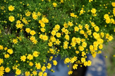 Bahar Balosu Bahçesi. Renkli çiçeklerden oluşan güzel bir bahçe. Bahçe düzenlemeleri. Park et. Güzel Bahçe.